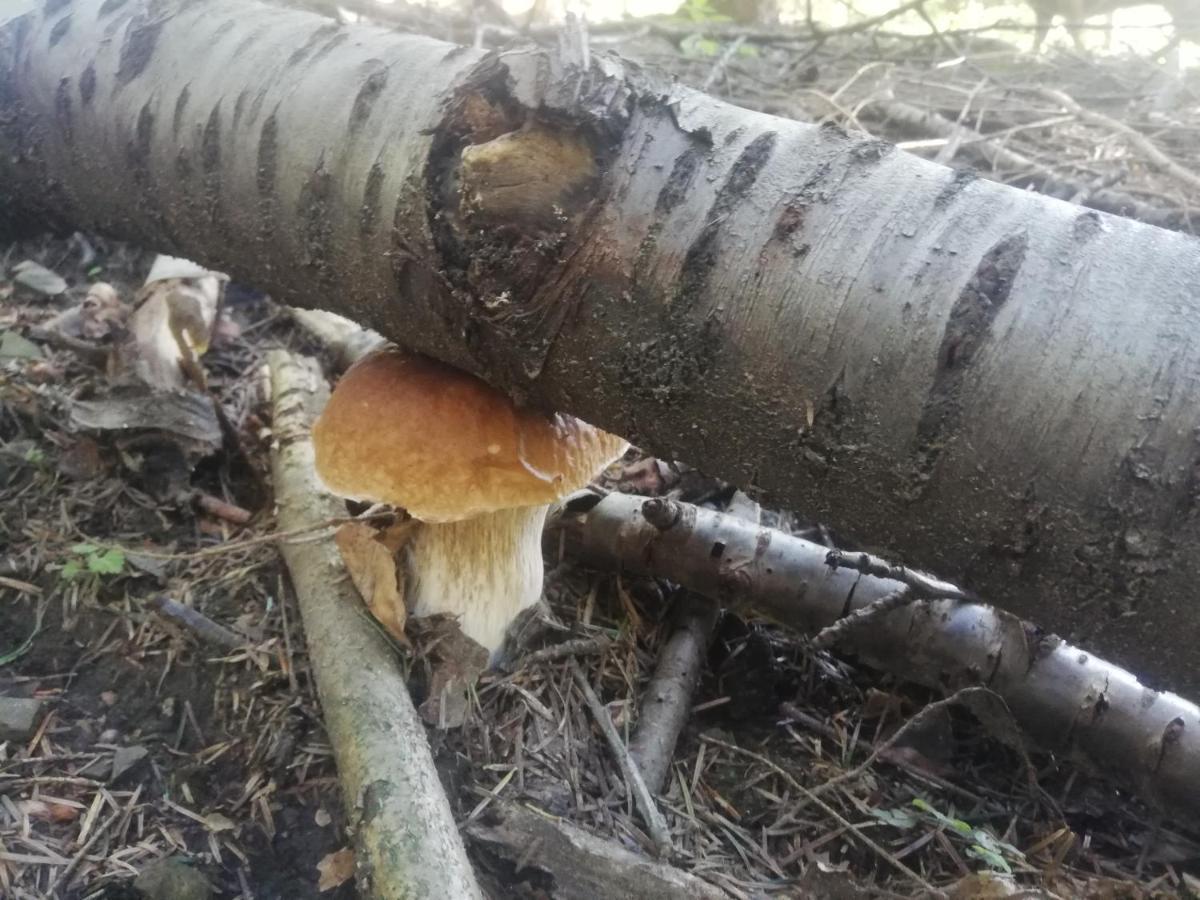 Orlik - Pokoje Goscinne Uscie Gorlickie Exterior foto