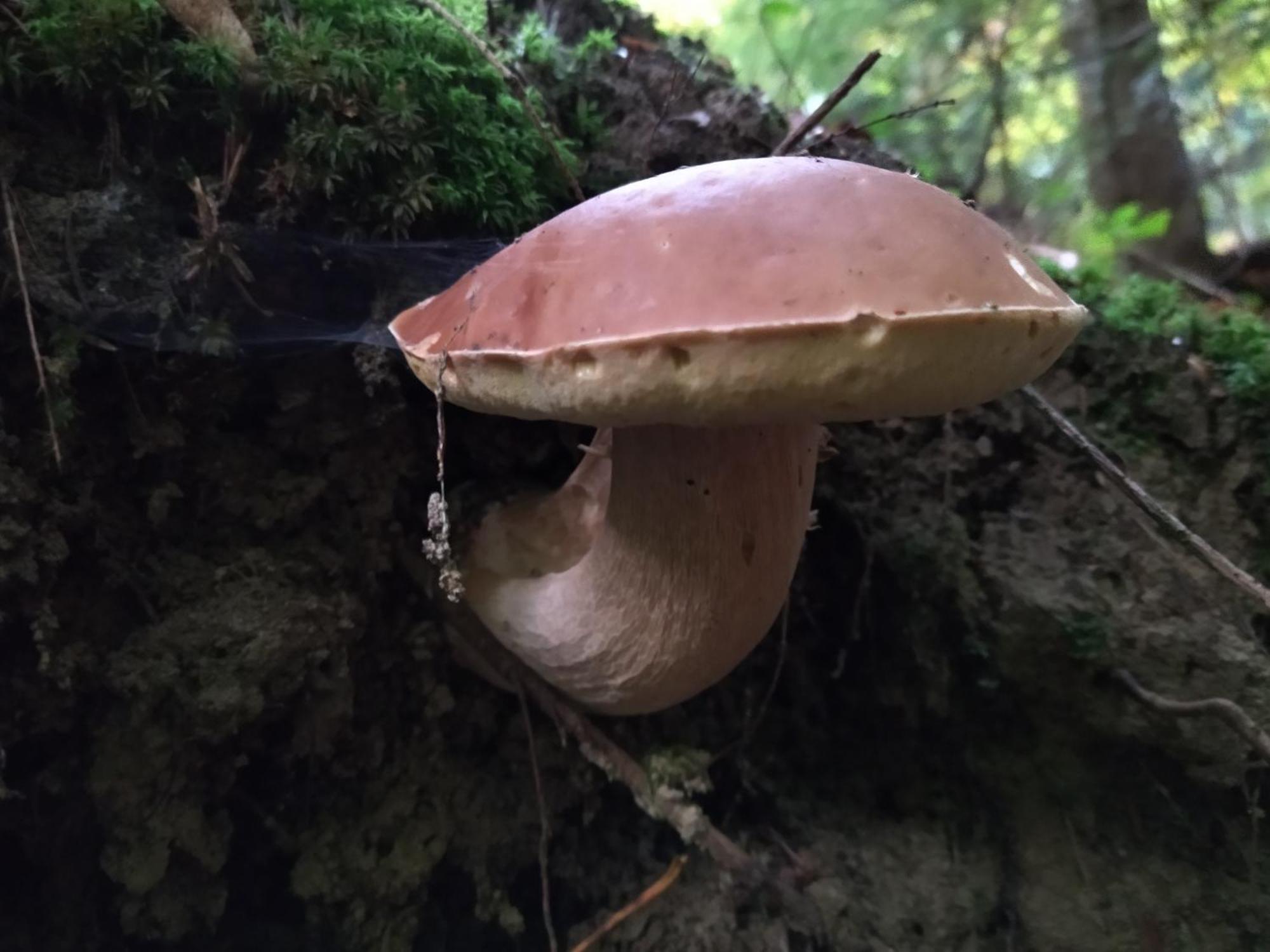 Orlik - Pokoje Goscinne Uscie Gorlickie Exterior foto