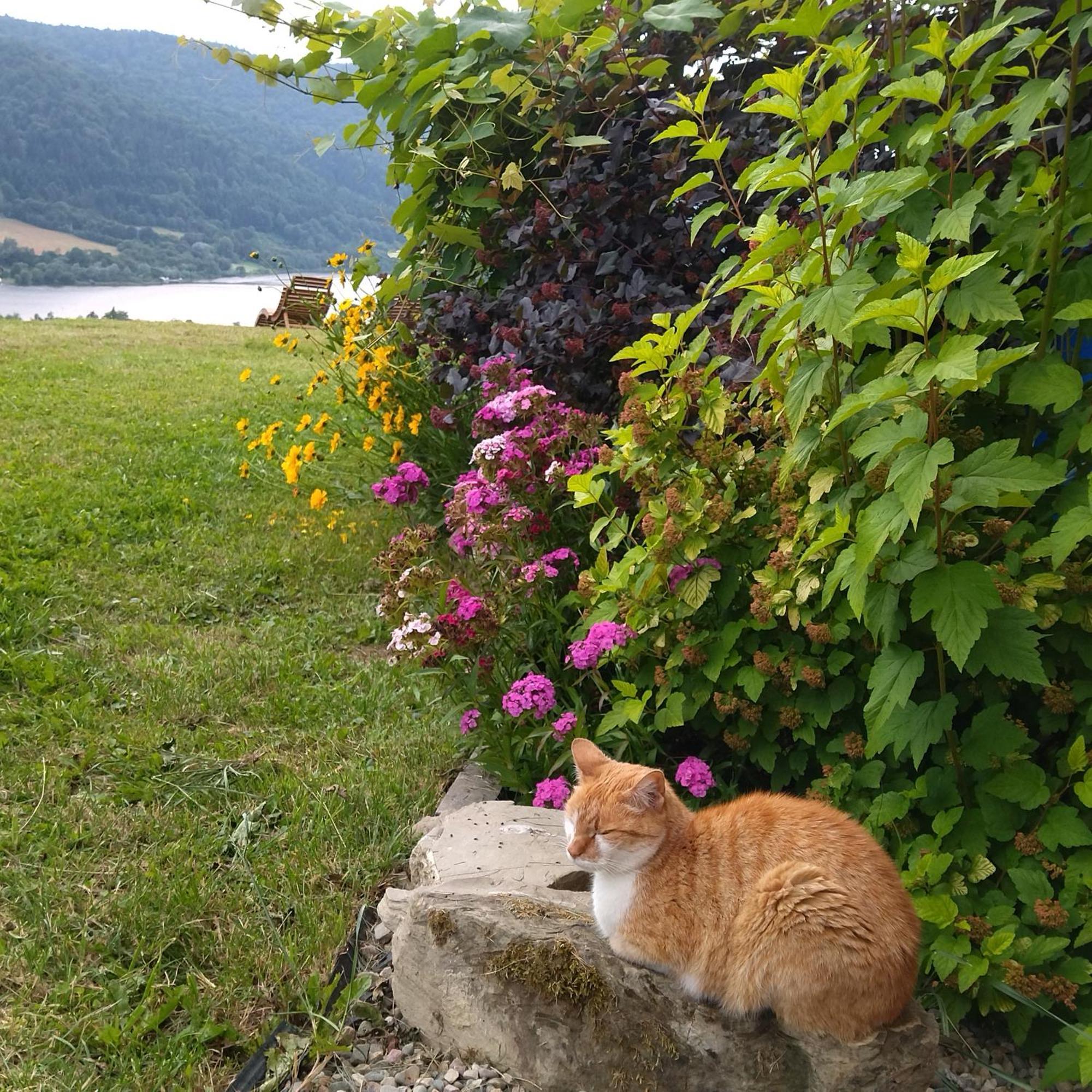 Orlik - Pokoje Goscinne Uscie Gorlickie Exterior foto